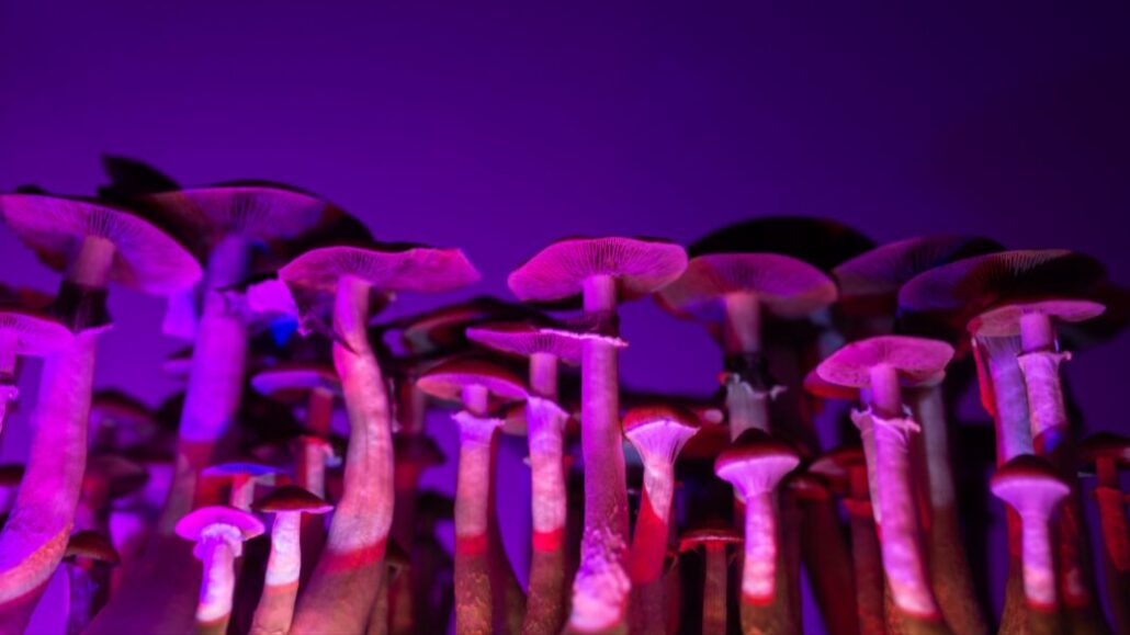 psychedelic mushrooms