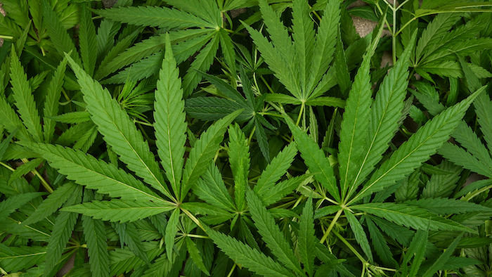 Marijuana Leaves