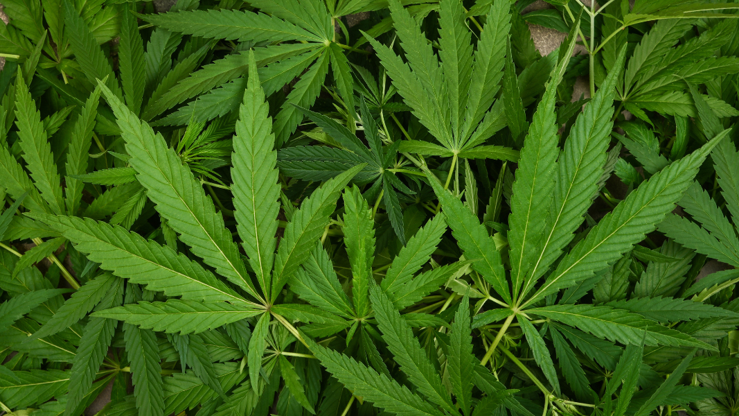 marijuana leaves